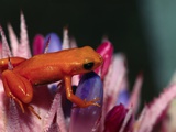 Mantella aurantiaca Photographie par Tom Brakefield