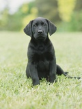 Black Labrador Puppy Photographic Print by Jim Craigmyle