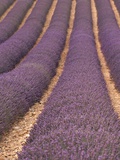 Field of Lavender Photographic Print by Owen Franken