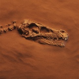 Velociraptor Skull and Neck in Sand Photographic Print by Louie Psihoyos