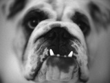 Face of a Bulldog Photographic Print by Henry Horenstein