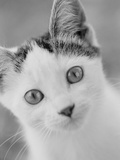Head of Cat Photographic Print by Henry Horenstein Head of Cat Photographic Print by Henry Horenstein