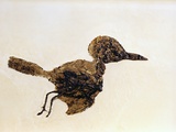 Fossil of Small Bird from Messel Site Photographie par Jonathan Blair