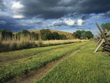 Wagon Tracks Along the Oregon Trail Photographic Print by Connie Ricca