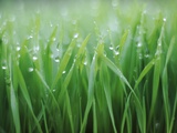 Wet grass Photographic Print by Michael Keller