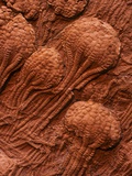 Crinoid Fossils Photographic Print by Mark E. Gibson