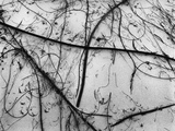 Branches on Sand Photographic Print by Brett Weston