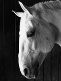 Portrait of a Lipizzaner Horse Photographic Print by Karen Tweedy-Holmes