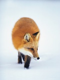 Red Fox in Snow Photographic Print by John Conrad