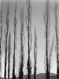 Poplars Photographic Print by Brett Weston