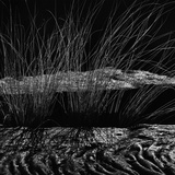 Grass and Lava Photographic Print by Brett Weston
