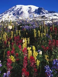 Wildflowers Blooming in Meadow Photographic Print by Craig Tuttle