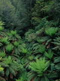 Rain Forest Ferns and Trees Photographie par Theo Allofs