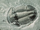 Trilobite Fossil Photographic Print by Tom Bean
