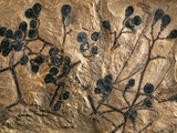 Fossil of Basswood Stems and Berries Impressão fotográfica por Jonathan Blair