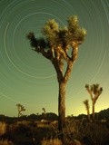 Star Trails and Joshua Trees Photographic Print by Richard Cummins