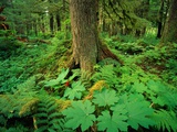 Kadasham Rain Forest in Tongass National Forest Photographie par David Muench