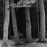 Beech Forest, Netherlands, 1971 Photographic Print by Brett Weston Beech Forest, Netherlands, 1971 Photographic Print by Brett Weston