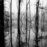 Reflection of Swamp Photographic Print by David H. Wells