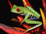 Red-Eyed Leaf Frog Photographic Print