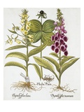 Herb Paris, Common Foxglove and Large Yellow Foxglove Giclee Print by Basil Besler