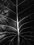 Leaf by Brett Weston Photographic Print by Brett Weston