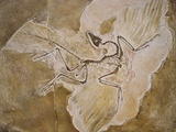 Archaeopteryx Lithographica Fossil Photographic Print by Naturfoto Honal