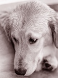 Golden Retriever Impressão fotográfica por Bill Varie Golden Retriever Impressão fotográfica por Bill Varie