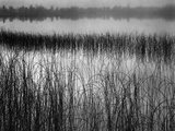 Grassy Marsh Photographic Print by Brett Weston