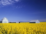 Spring Canola Crop Photographic Print by Terry Eggers