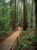 Trail Through the Forest Photographic Print by Charles Mauzy