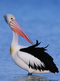 Australian Pelican Grooming Photographie par Theo Allofs