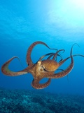 Octopus cyanea or Day Octopus Photographie par Stuart Westmorland