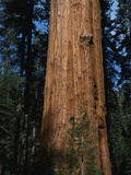 General Sherman Tree Photographic Print by Bob Rowan