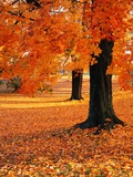 Maple Trees in Autumn Fotografisk trykk av Kathleen Brown