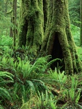 Moss Growing on Trees in Rainforest Photographie par David Muench