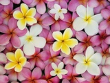 Plumeria Flowers Photographic Print by Darrell Gulin