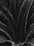 Palm Fronds Fotografie-Druck von Brett Weston