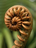 Fiddlehead of Sadleria Fern Fotografisk trykk av Gary Braasch