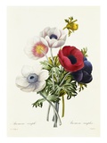 Anemone Simplex Giclee Print by Pierre Joseph Redoute
