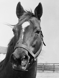 Man O' War Relaxing on His Farm Photographic Print by Bettmann 