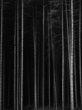 Aspen Forest by Brett Weston Photographic Print by Brett Weston