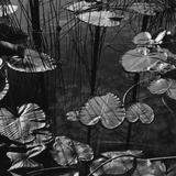 Lily Pond Photographic Print by Brett Weston Lily Pond Photographic Print by Brett Weston