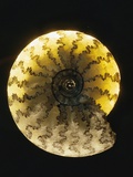 Ammonite Fossil Photographic Print by Layne Kennedy
