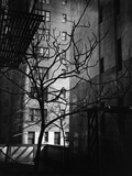 Bare Tree Below Buildings, Manhattan, 1944 Photographic Print by Brett Weston