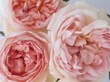Sharifa Roses Photographie par Clay Perry