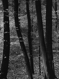 Trees Photographic Print by Brett Weston