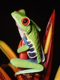 Red-Eyed Leaf Frog Photographic Print
