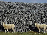 Hobbled Sheep by a Dry Stone Wall Photographic Print by Alen MacWeeney