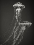 Two Jellyfish Impressão fotográfica por Henry Horenstein
